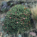 Cumulopuntia boliviana dactylifera - Photo (c) Martin Lowry, alguns direitos reservados (CC BY-NC), enviado por Martin Lowry