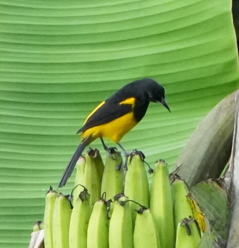 Black-cowled Oriole (Icterus prosthemelas), photo 1