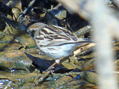 Emberiza
