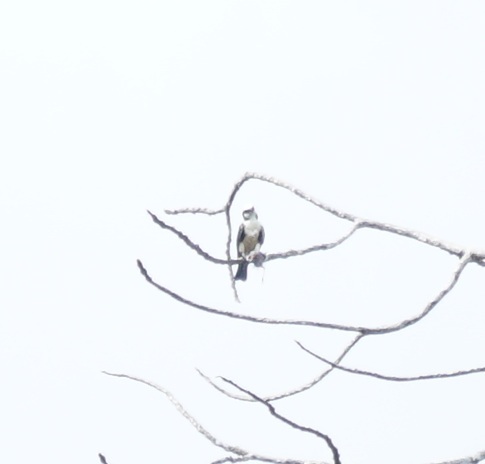 White-fronted Falconet (Microhierax latifrons), photo 4