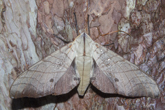 Marumba sperchius