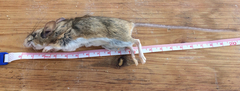 Peromyscus pectoralis