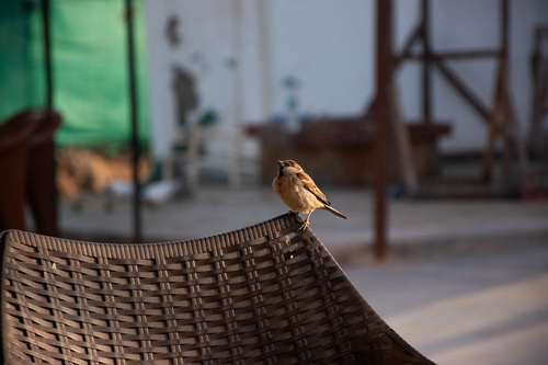 House Sparrow