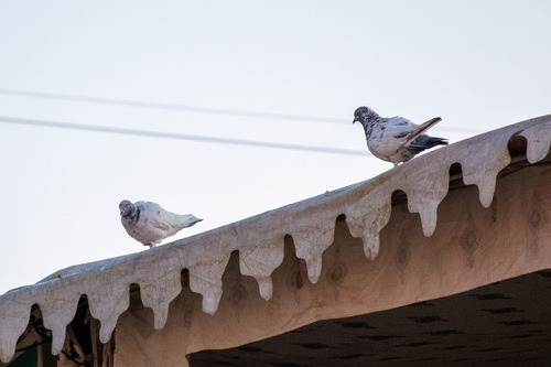 Feral Pigeon