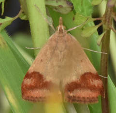 Pyrausta semirubralis