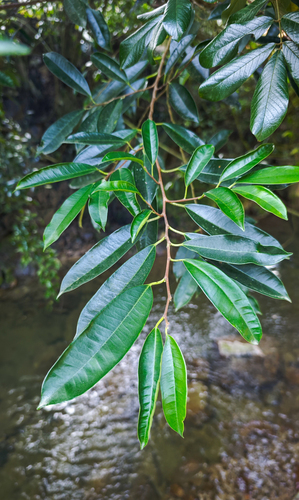 Streblus indicus