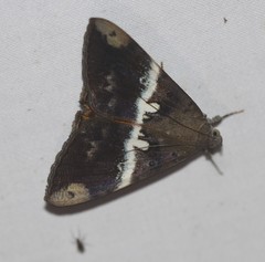 Oxyodes tricolor