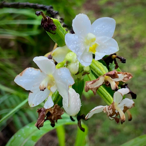 Spathoglottis micronesiaca observed 2026-01-12