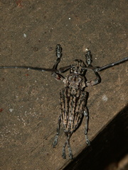 Steirastoma histrionicum