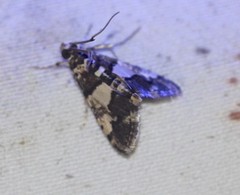 Nacoleia mesochlora