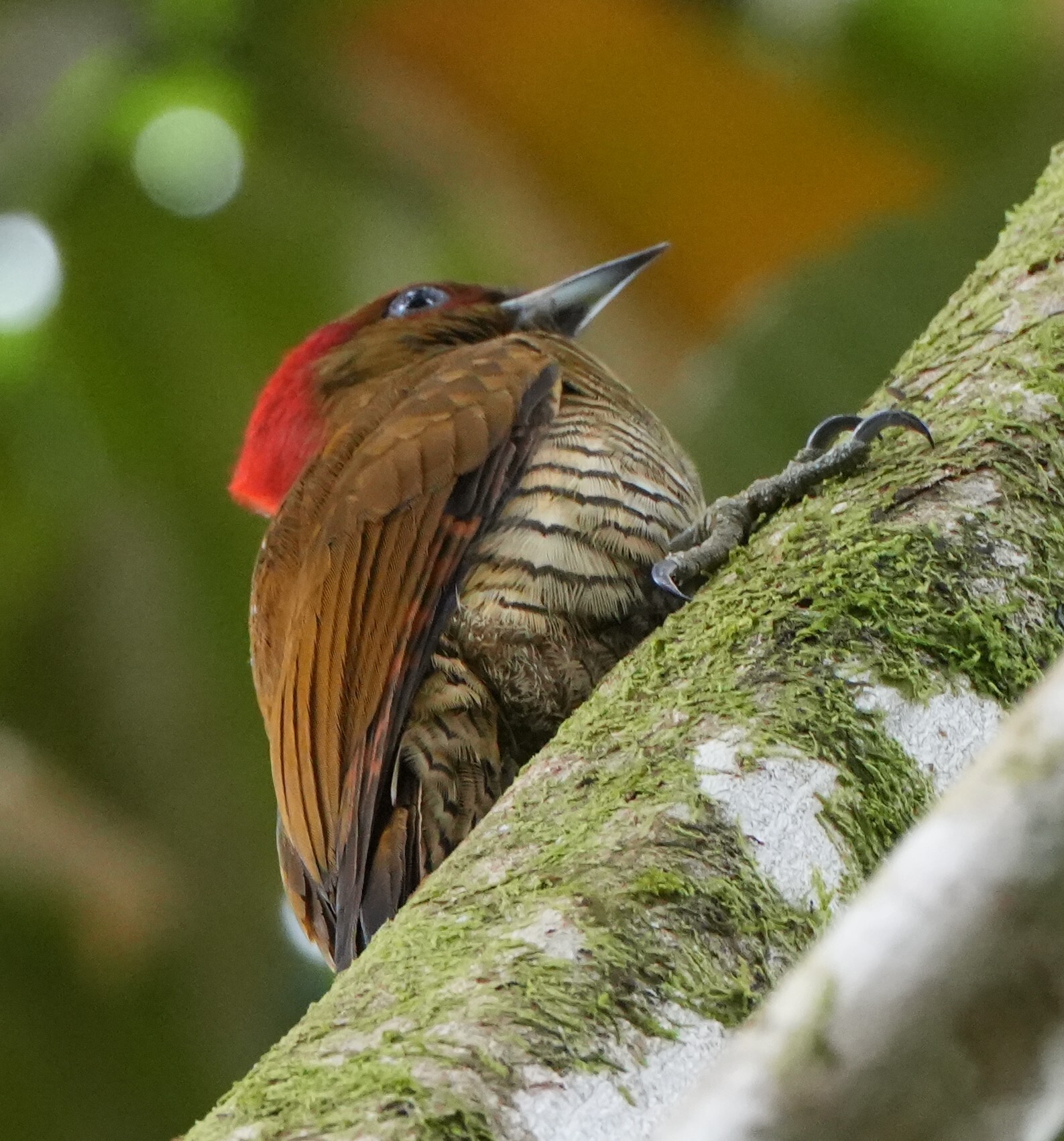 Rufous-winged Woodpecker (Piculus simplex), photo 2