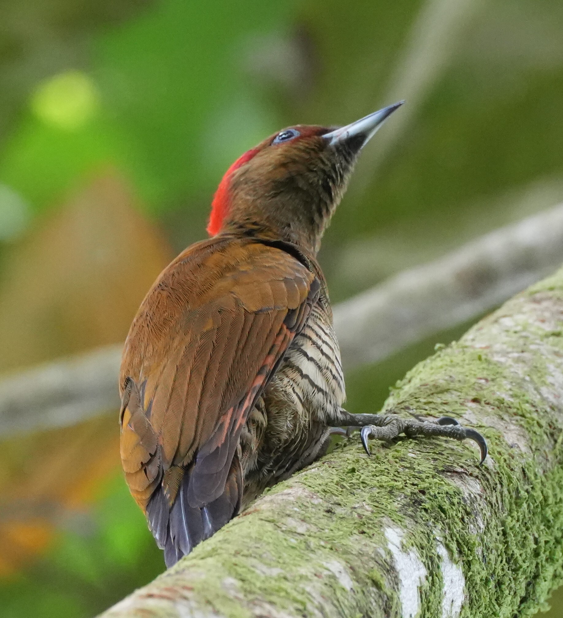 Rufous-winged Woodpecker (Piculus simplex), photo 1