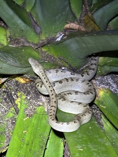 Photo of a Southern Bahamas Boa (Chilabothrus chrysogaster)