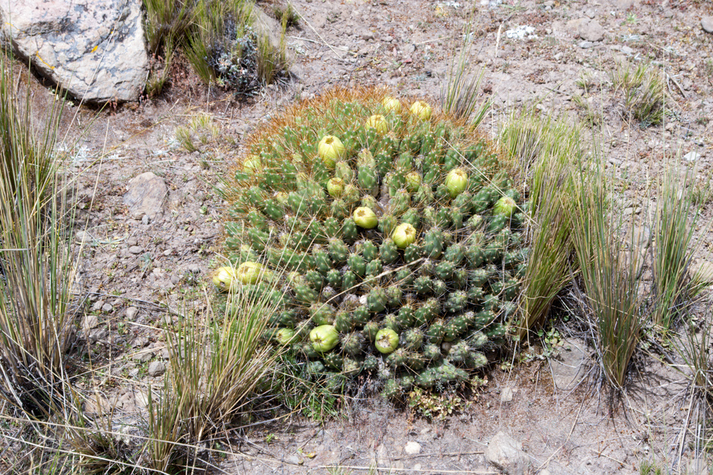 Cumulopuntia
