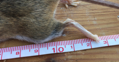 Peromyscus pectoralis