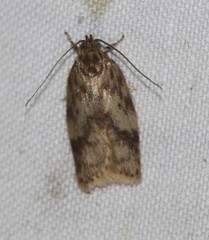 Oligoloba severa
