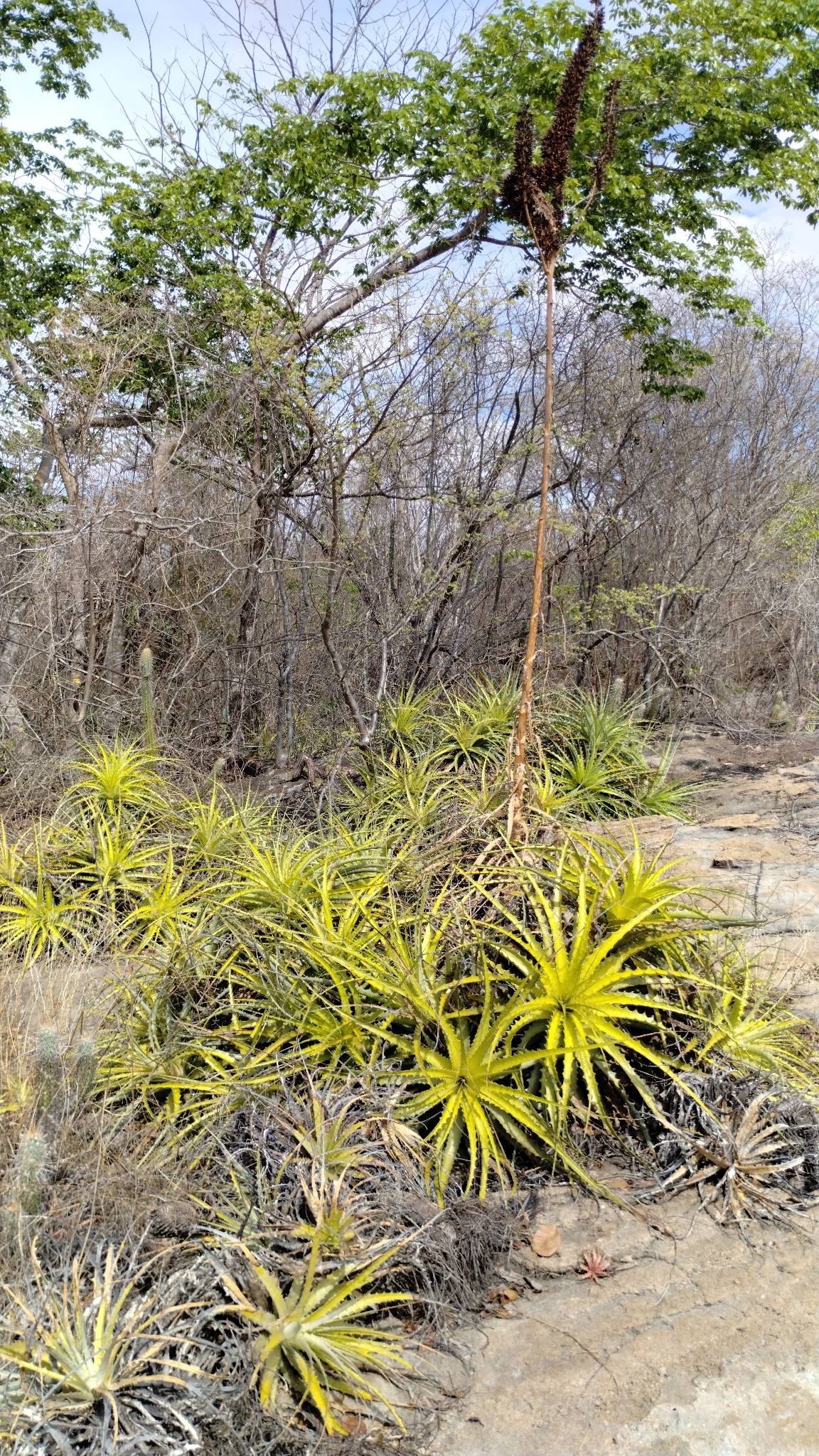 Encholirium spectabile