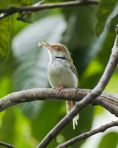 Common Tailorbird (Orthotomus sutorius), photo 5