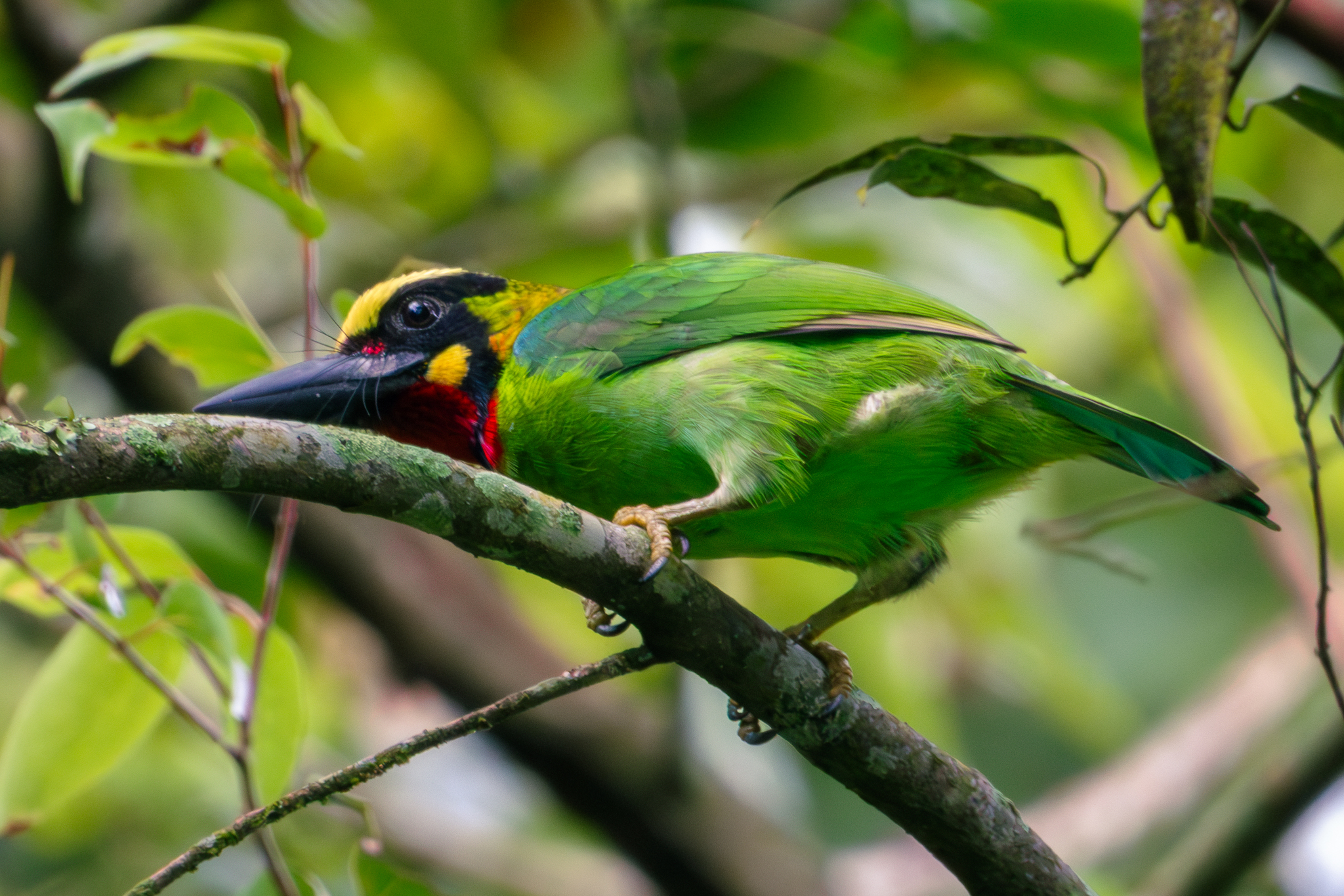 Black-banded Barbet (Psilopogon javensis), photo 3