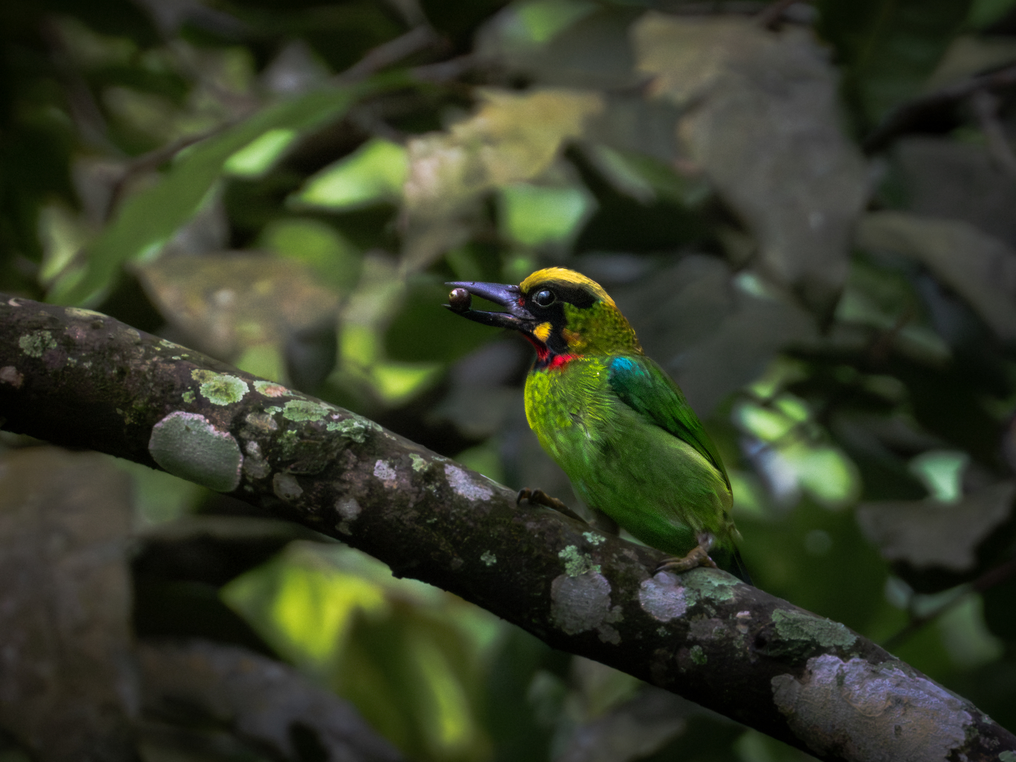 Black-banded Barbet (Psilopogon javensis), photo 4