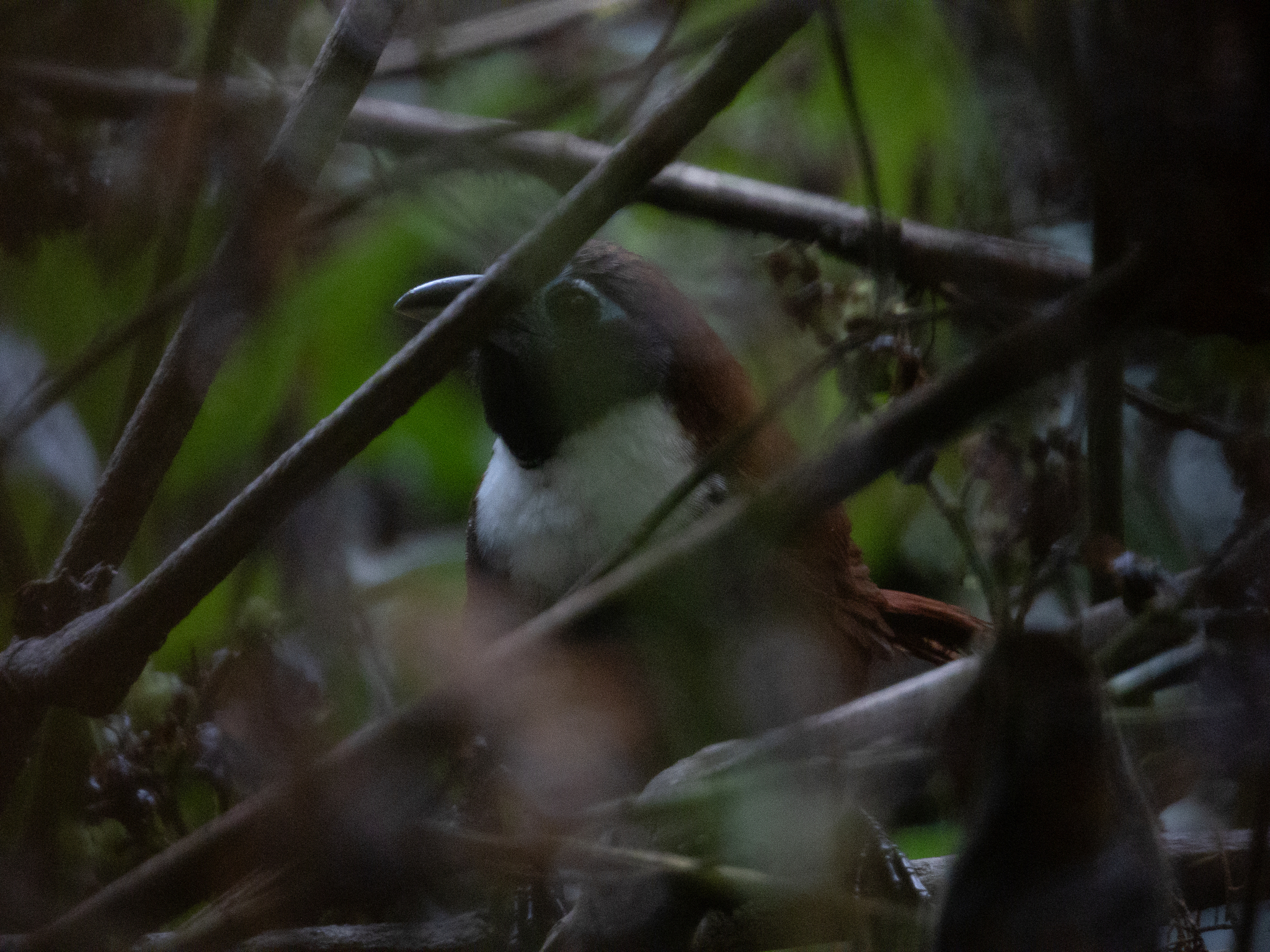 White-bibbed Babbler (Stachyris thoracica), photo 1