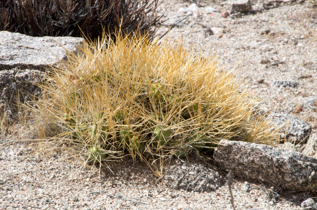 Cumulopuntia boliviana from Santa Rosa de Tastil, Rosario de Lerma ...