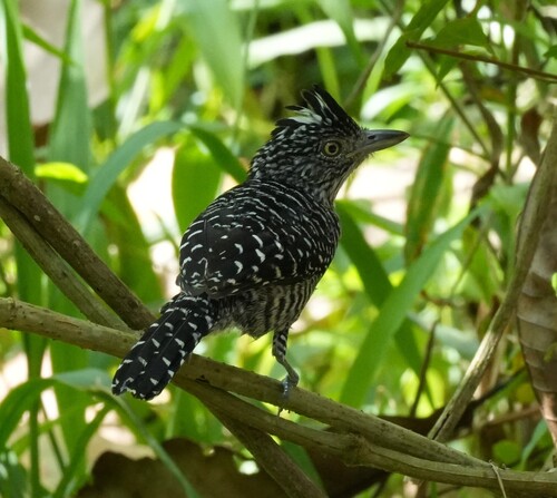Barred Antshrike (Thamnophilus doliatus), photo 7