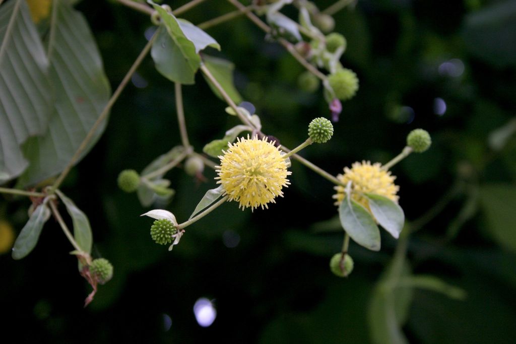 Mitragyna rotundifolia (Mitragyna rotundifolia)