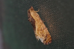 Cryptophlebia ombrodelta