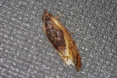 Cryptophlebia ombrodelta