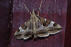 Agrioglypta fulguralis