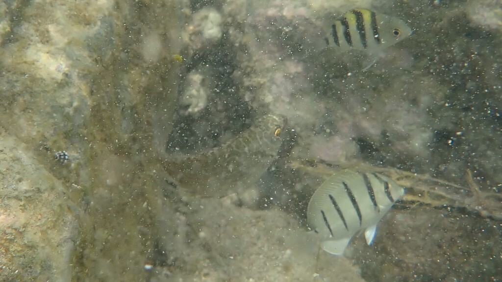 Convict Surgeonfish (Acanthurus triostegus)