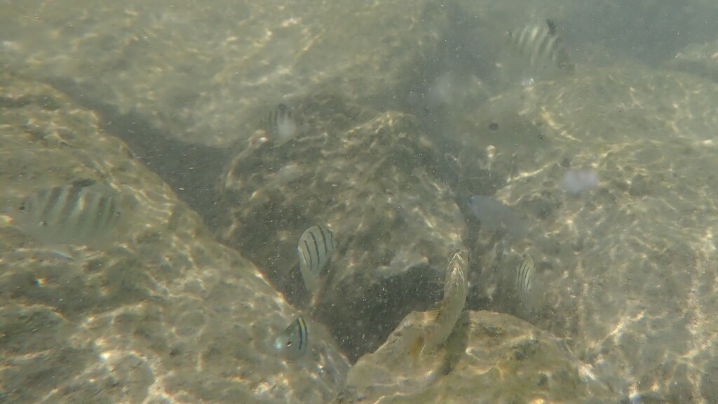Black-spot Sergeant (Abudefduf sordidus)