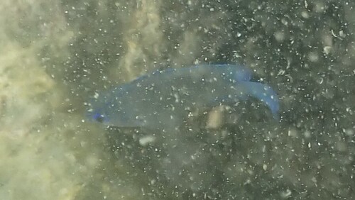 Chrysiptera glauca