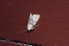 Bryophilina mollicula