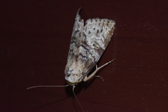 Bryophilina mollicula