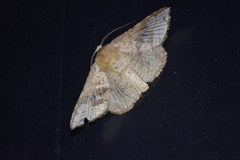 Canaea ryukyuensis