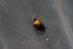 Morphosphaera caerulea