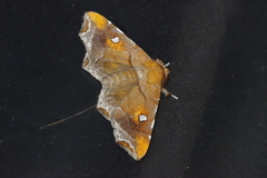 Episparis okinawensis