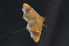 Episparis okinawensis