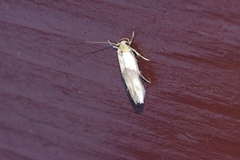 Stathmopoda auriferella