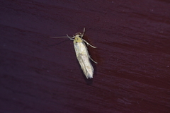 Stathmopoda auriferella