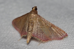 Endotricha minialis