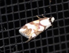 Thallarcha staurocola