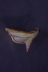 Endotricha minialis