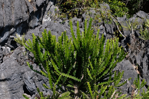 Euphorbia lacei