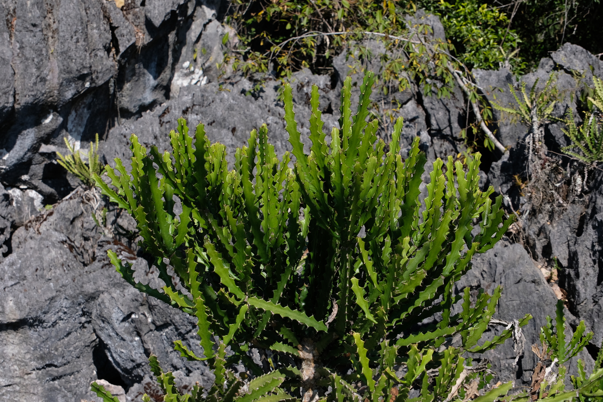 Euphorbia lacei