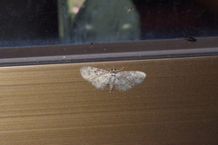 Eupithecia kuroshio