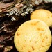 Gymnopilus luteoviridis - Photo (c) Benjamin J. Dion, some rights reserved (CC BY-NC-SA), uploaded by Benjamin J. Dion