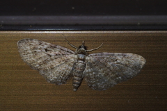 Eupithecia kuroshio